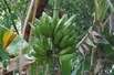 Banane