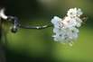 Wellness_bluete_weiss_pixelio_stephan_Dietl.jpg