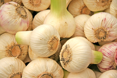 Knoblauch