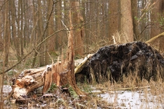 die ersten sturmopfer