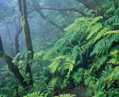 Bosque de las Mercedes