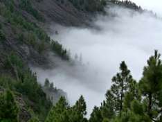 Kiefern auf Teneriffa_pixelio_rainerS