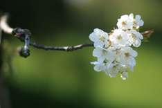 Wellness_bluete_weiss_pixelio_stephan_Dietl.jpg
