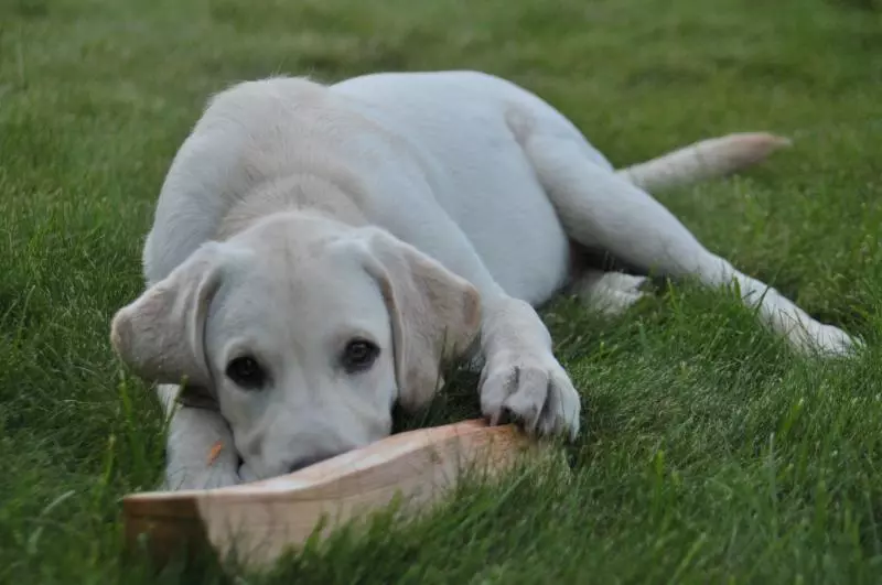 Labrador im Gras