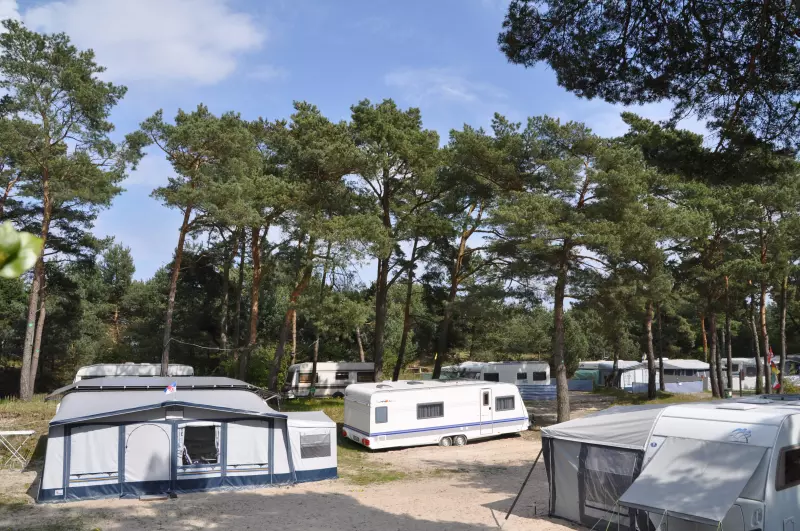 Campingplatz mit Wohnwagen unter Kiefern