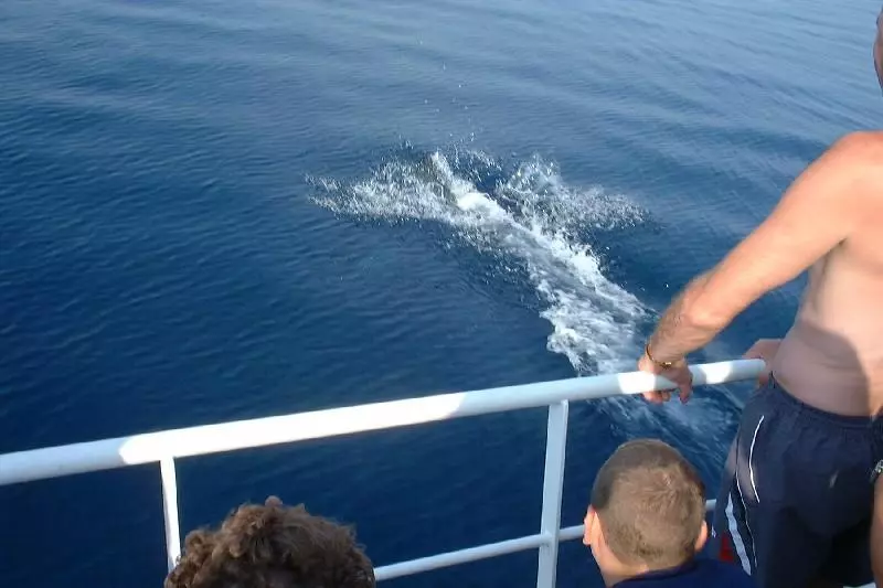 Delfin neben einem Ausflugsboot auf offenem Meer