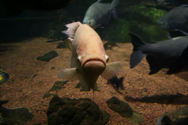 Aquarium mit Fischen als Ausflugsziel für Familien