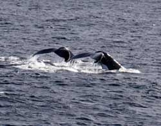 Teneriffa - Wale beobachten