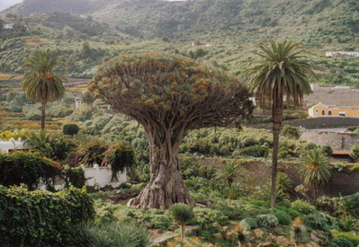 Drachenbaum in Icos de los Vinos