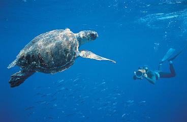 Schildkröte im Aqualand Costa Adeje