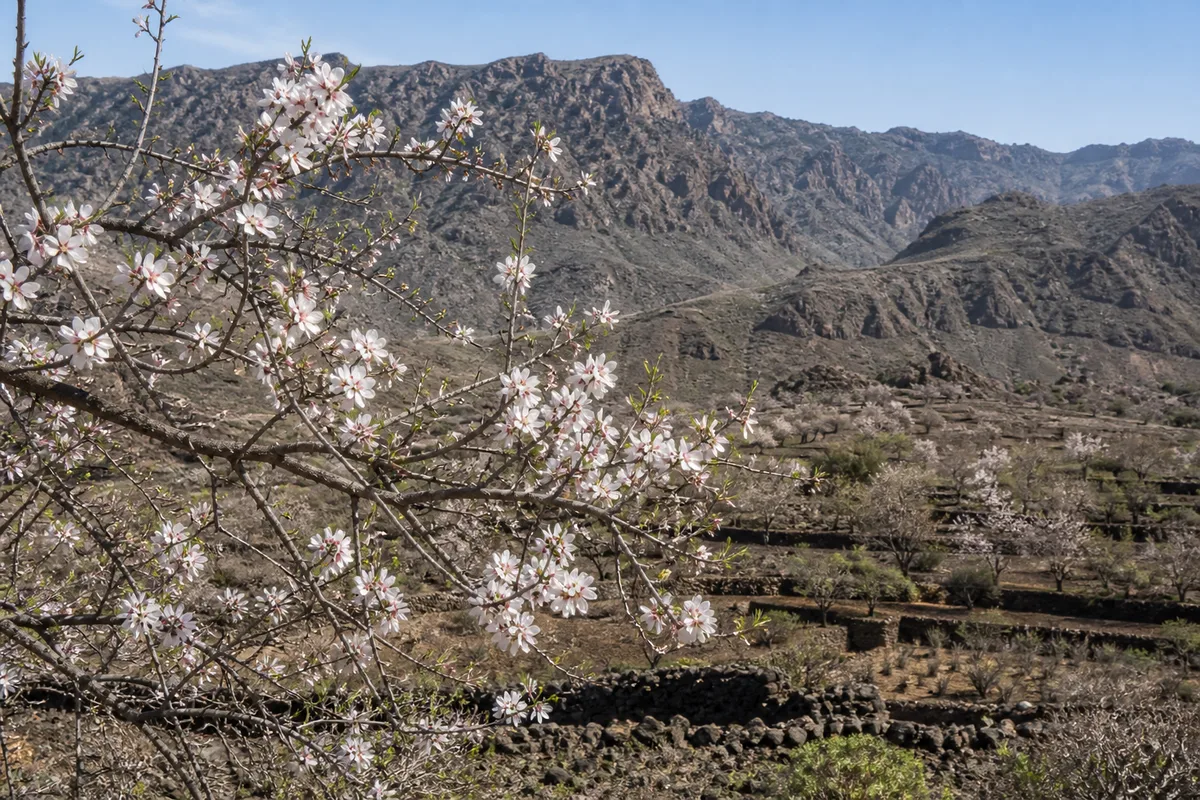 KI-generierte Darstellung blühender Mandelbäume vor einer terrassierten Vulkanlandschaft auf Teneriffa