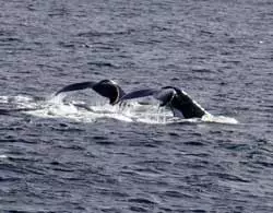 Teneriffa - Wale beobachten